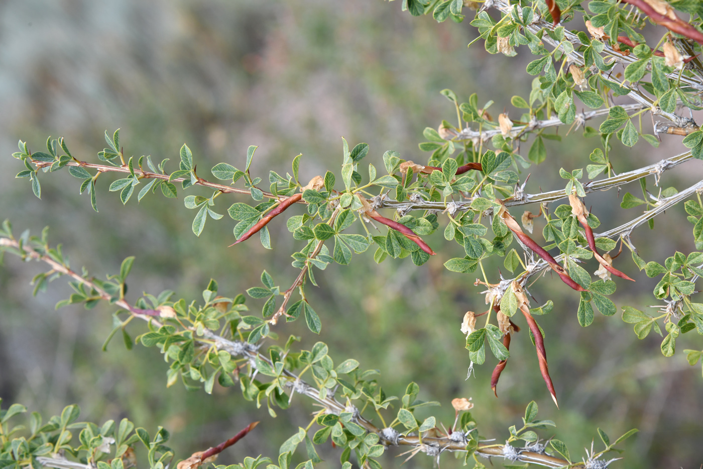 Image of Caragana laeta specimen.