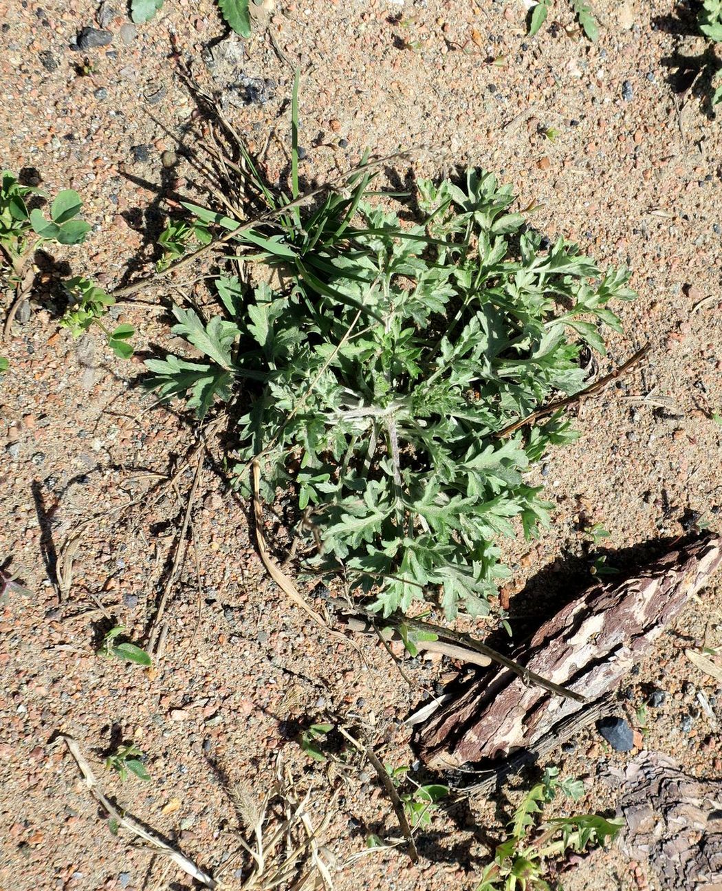 Image of genus Artemisia specimen.