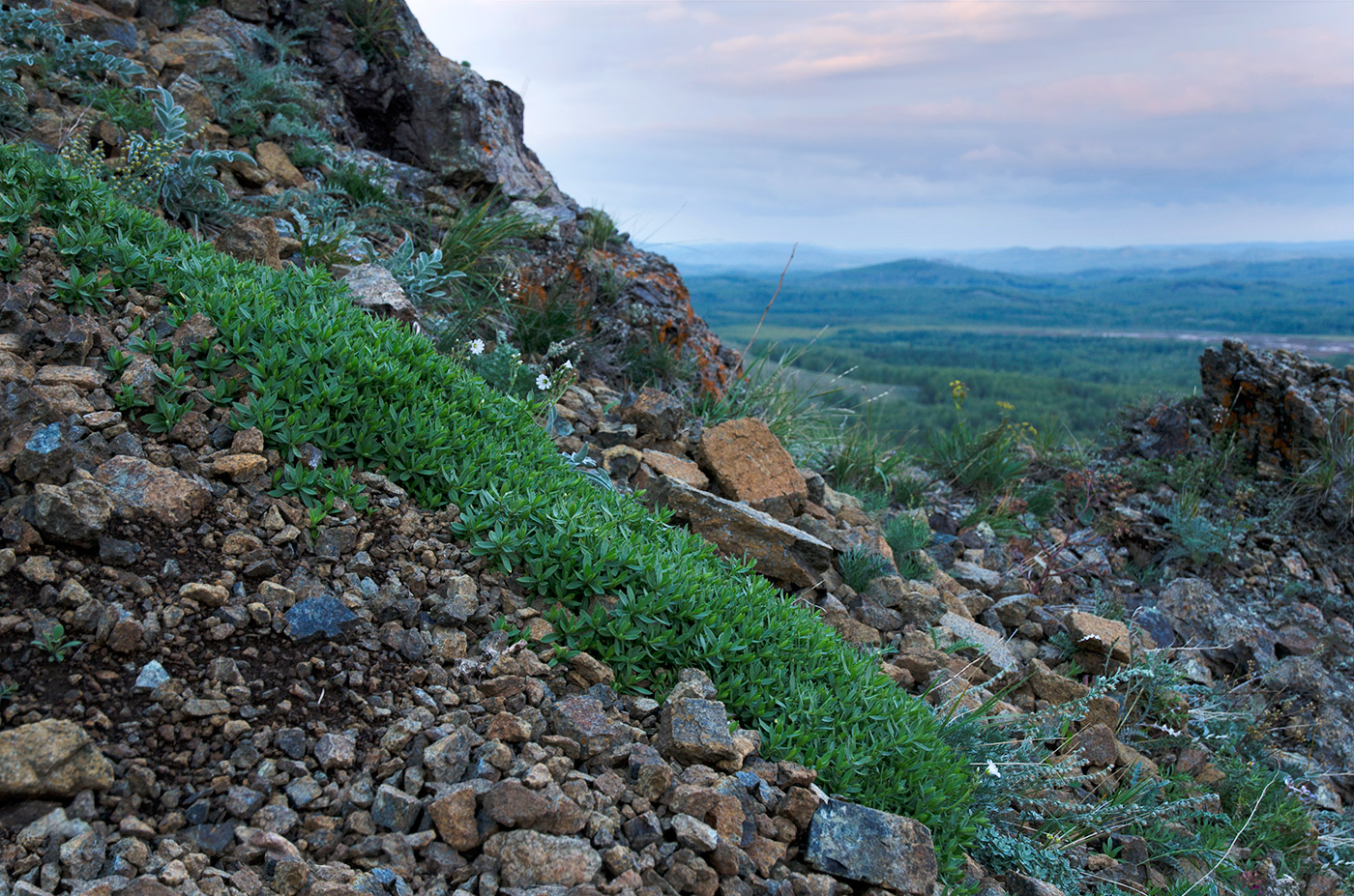 Image of genus Cerastium specimen.