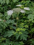 род Heracleum. Верхушка цветущего и плодоносящего растения (рядом видны побеги Rubus). Грузия, Имеретия, окр. водопада Кинчха, опушка широколиственного леса. 15.06.2023.