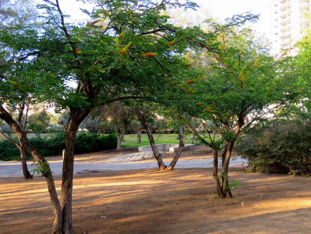 Image of Caesalpinia spinosa specimen.