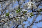 Prunus cerasifera. Верхушка цветущей веточки. Ростовская обл., г. Донецк, озеленение. 09.04.2024.