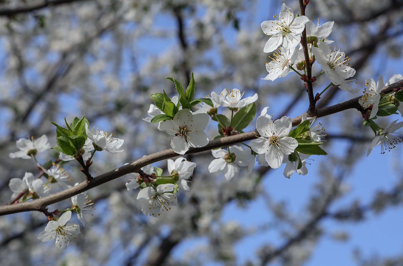 Image of Prunus cerasifera specimen.