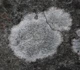 Aspicilia calcarea