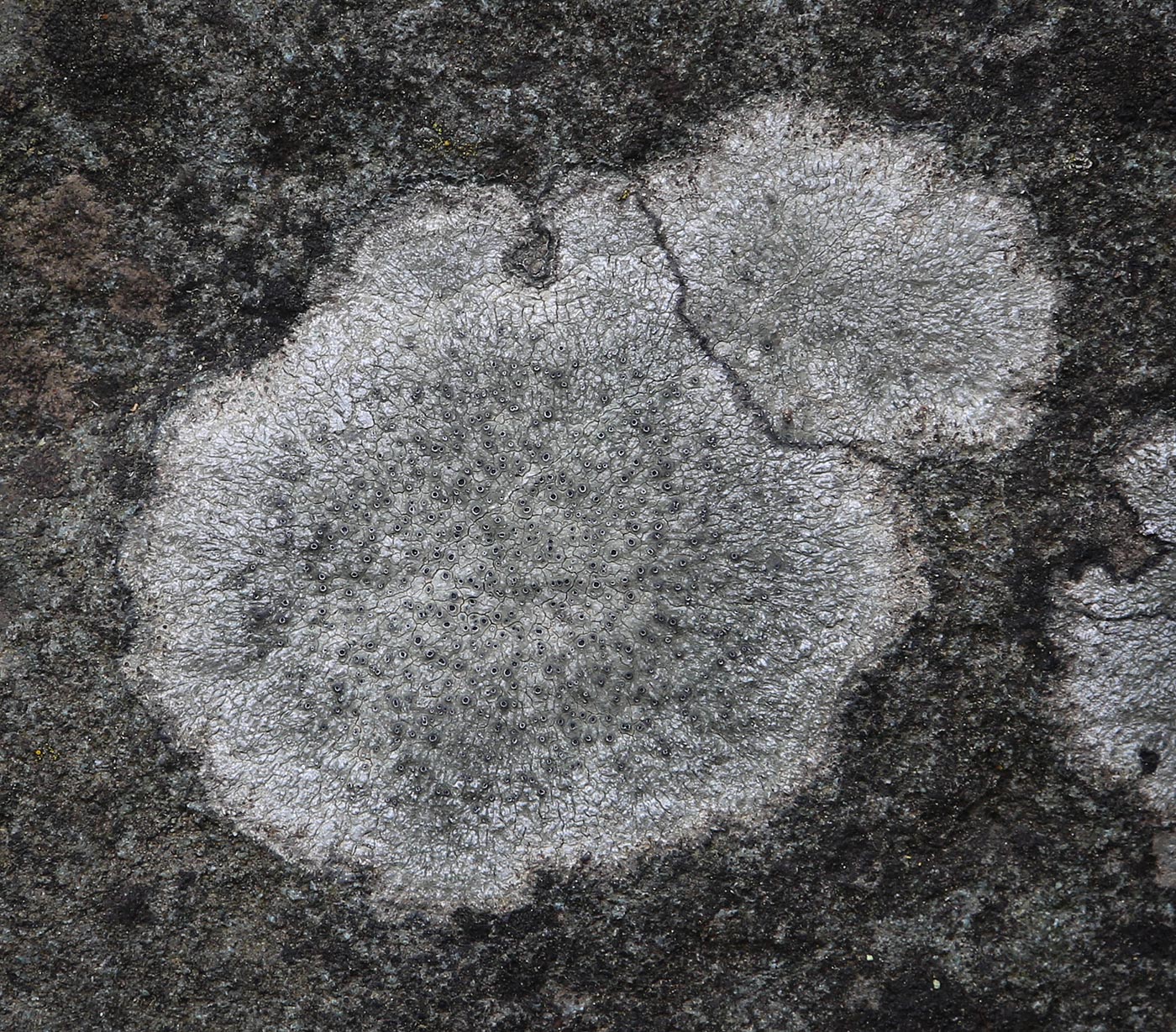 Image of Aspicilia calcarea specimen.