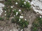 Allium circassicum