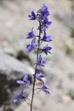 Delphinium brunonianum