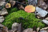 Leptobryum pyriforme