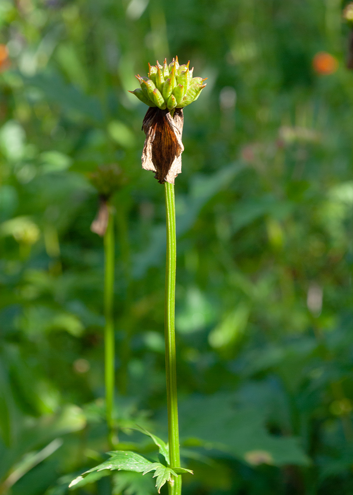 Изображение особи Trollius riederianus.