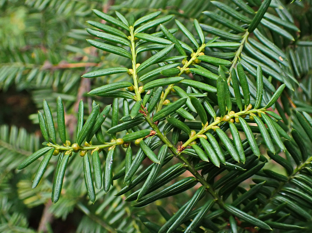 Image of Taxus cuspidata specimen.