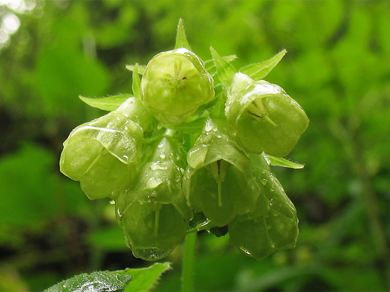 Изображение особи Symphytum cordatum.