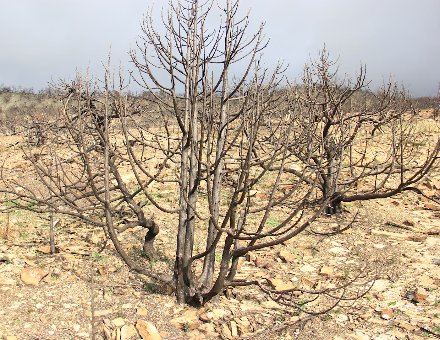 Изображение особи Juniperus excelsa.