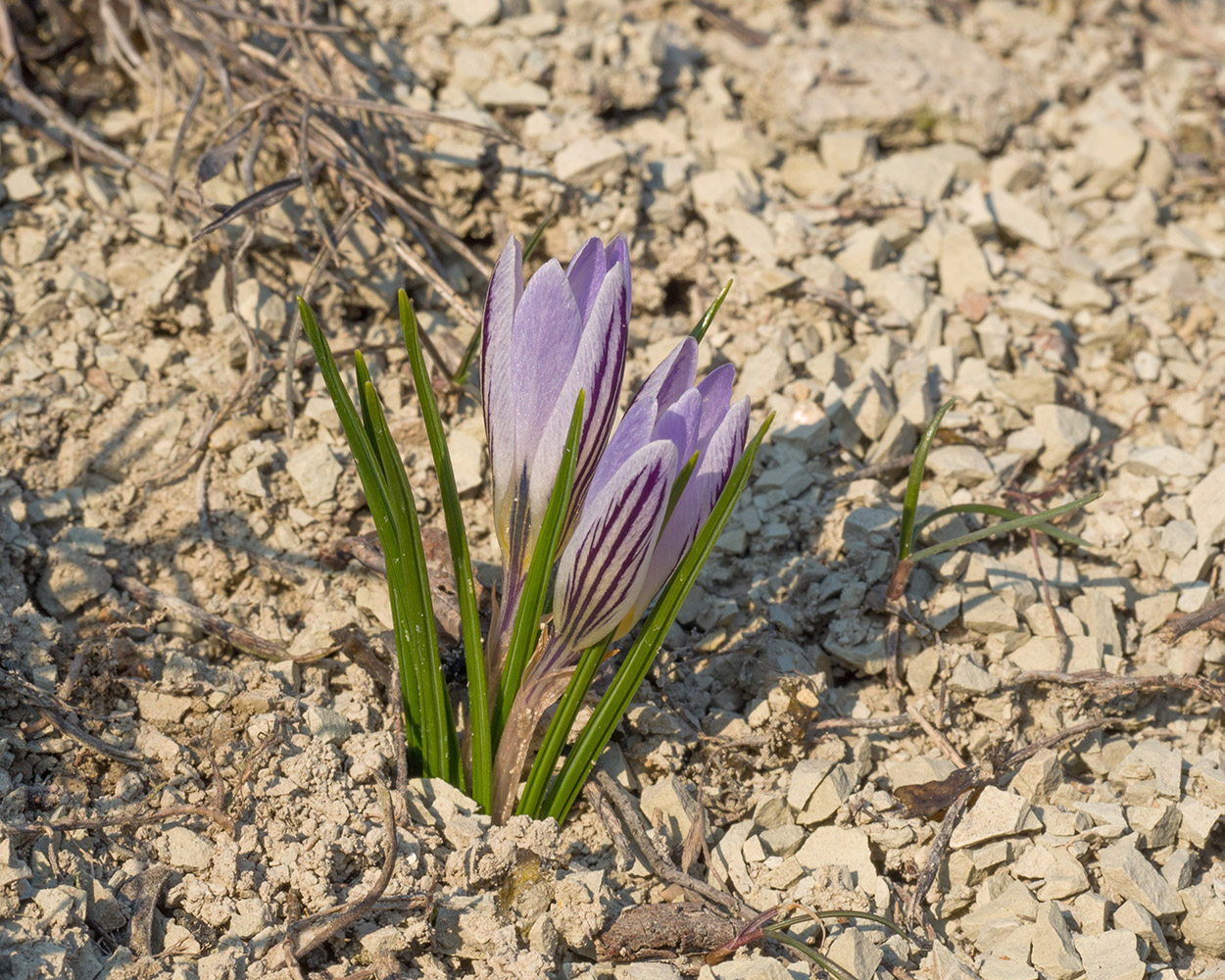 Image of Crocus reticulatus specimen.