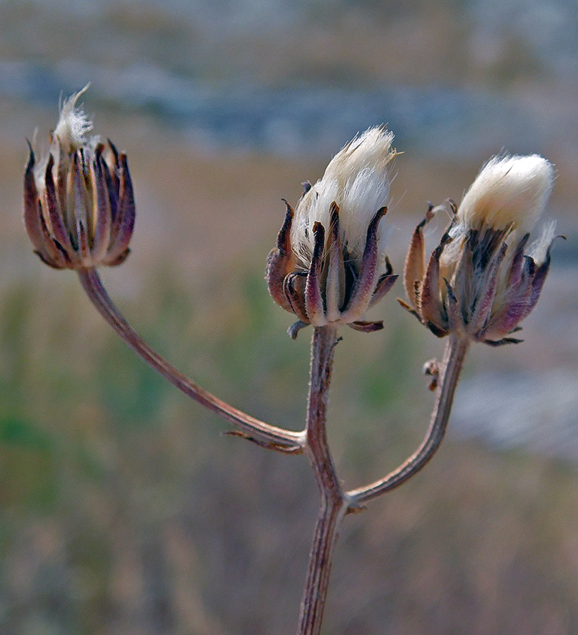 Image of Crepis rhoeadifolia specimen.