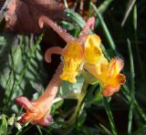 Corydalis sewerzowii