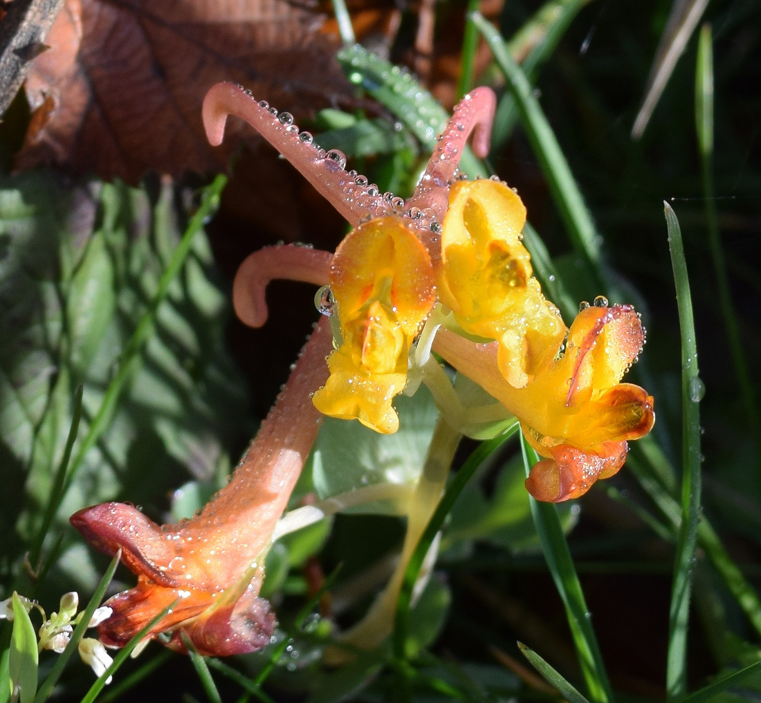 Изображение особи Corydalis sewerzowii.