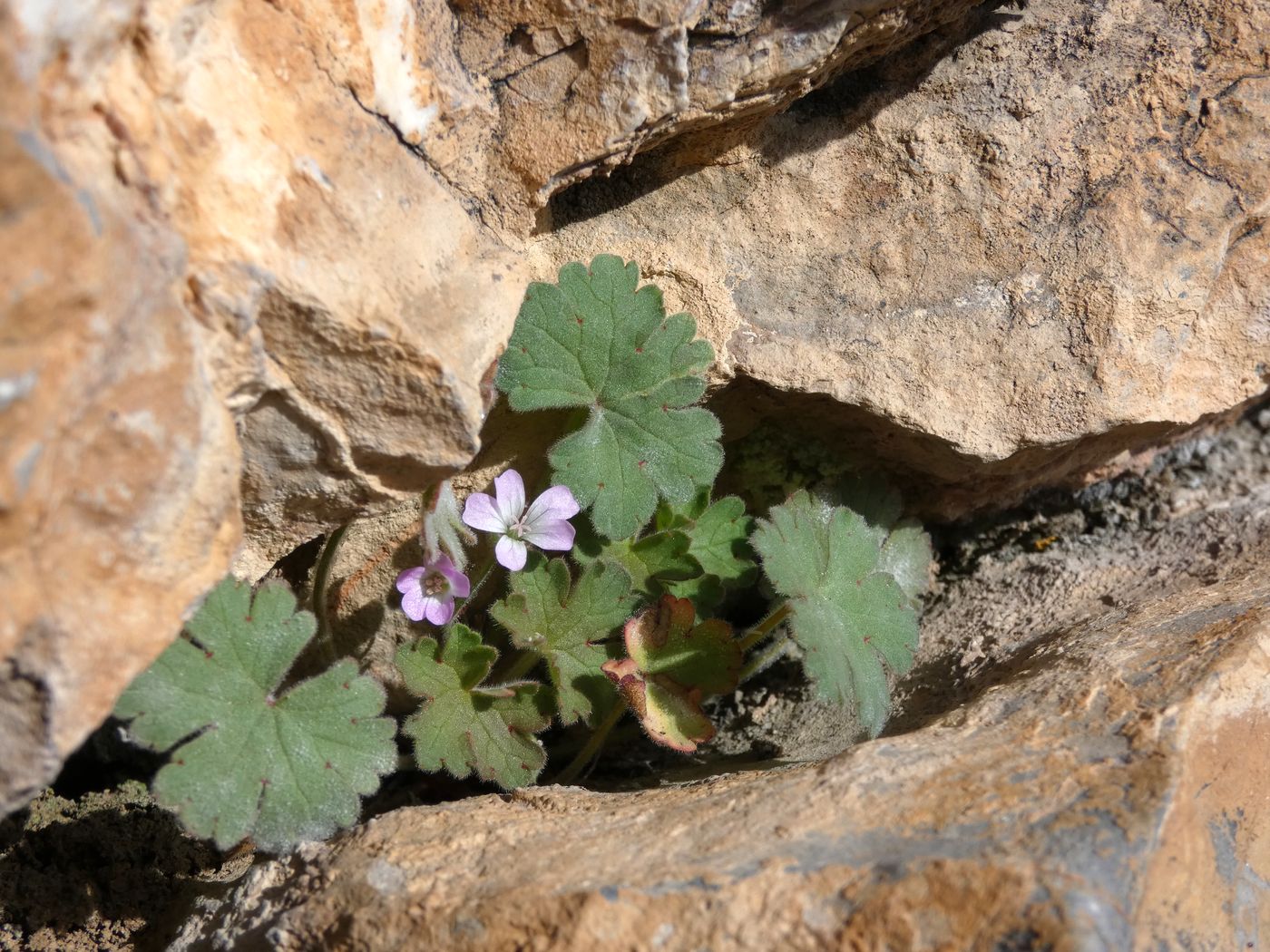 Изображение особи Geranium rotundifolium.