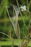 Epilobium palustre