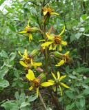 Ligularia sibirica