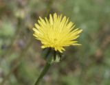 Urospermum picroides. Соцветие. Испания, Каталония, пров. Жирона, комарка Баш Эмпорда, муниципалитет Калонже, бровка откоса полевой дороги между с/х угодьями. 07.05.2025.