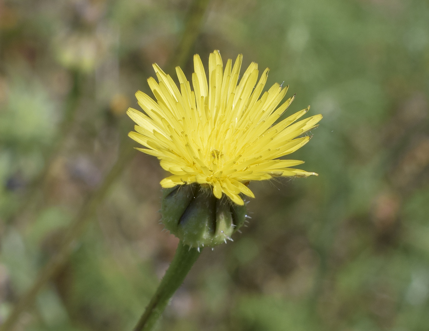 Image of Urospermum picroides specimen.