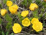 Adonis vernalis. Цветущие растения. Ульяновская обл., Мелекесский р-н, окр. пос. Ерыклинск, возвышенный берег р. Ерыкла, суходольный луг. 20.04.2024.