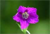 Geranium palustre. Цветок. Московская обл., Раменский р-н, окр. ж.-д. платформы Хрипань, просека в смешанном лесу. 23.06.2025.