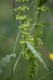 род Rumex