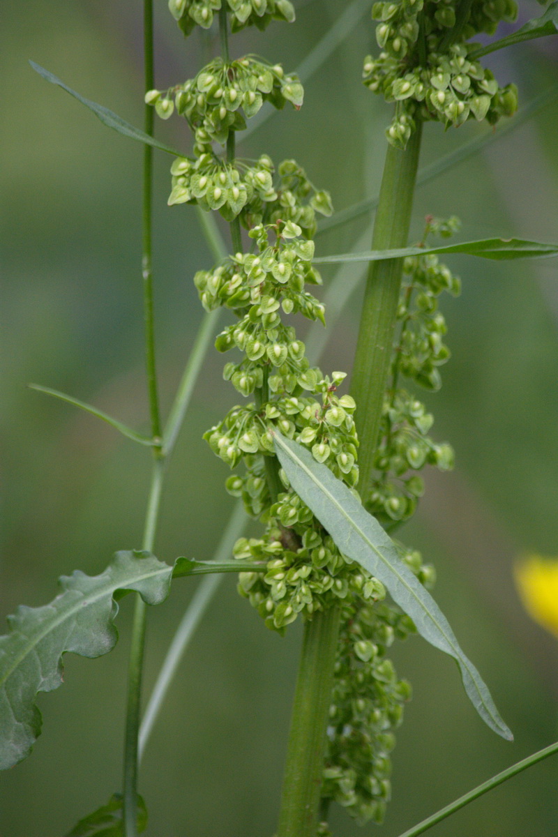 Изображение особи род Rumex.