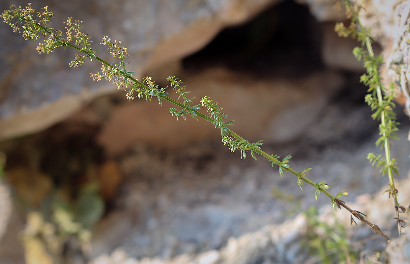 Изображение особи Galium mollugo.