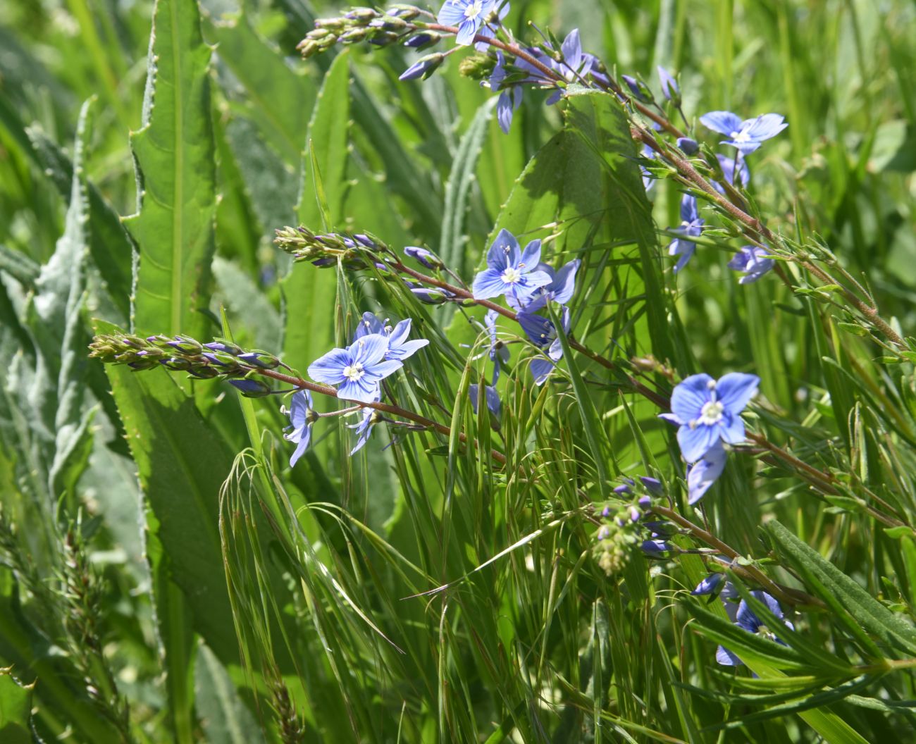Image of genus Veronica specimen.