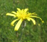 genus Podospermum. Соцветие. Крым, Симферополь, Петровские скалы. 15 мая 2010 г.