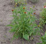 Echinacea purpurea. Цветущее растение. ЛНР, Славяносербский р-н, с. Хорошее, сортоиспытательная опытная станция, участок лекарственных растений. 26.06.2025.