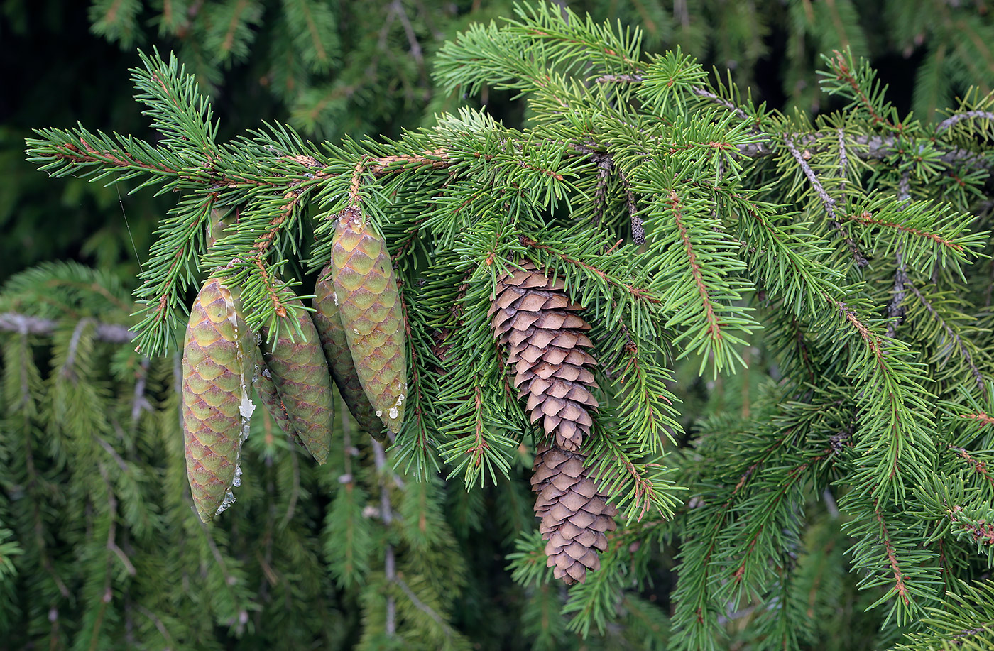 Изображение особи Picea × fennica.