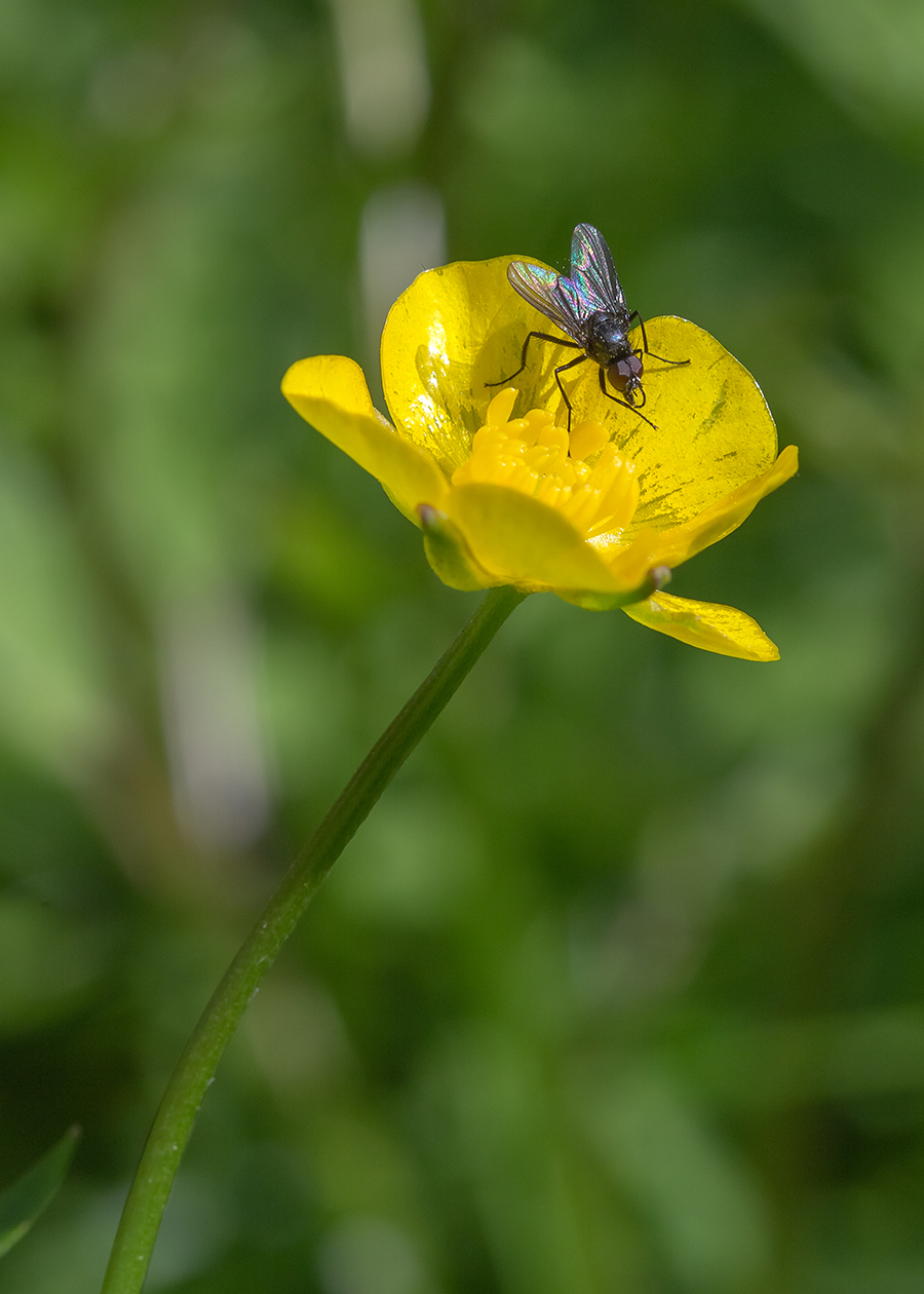 Изображение особи Ranunculus acris.
