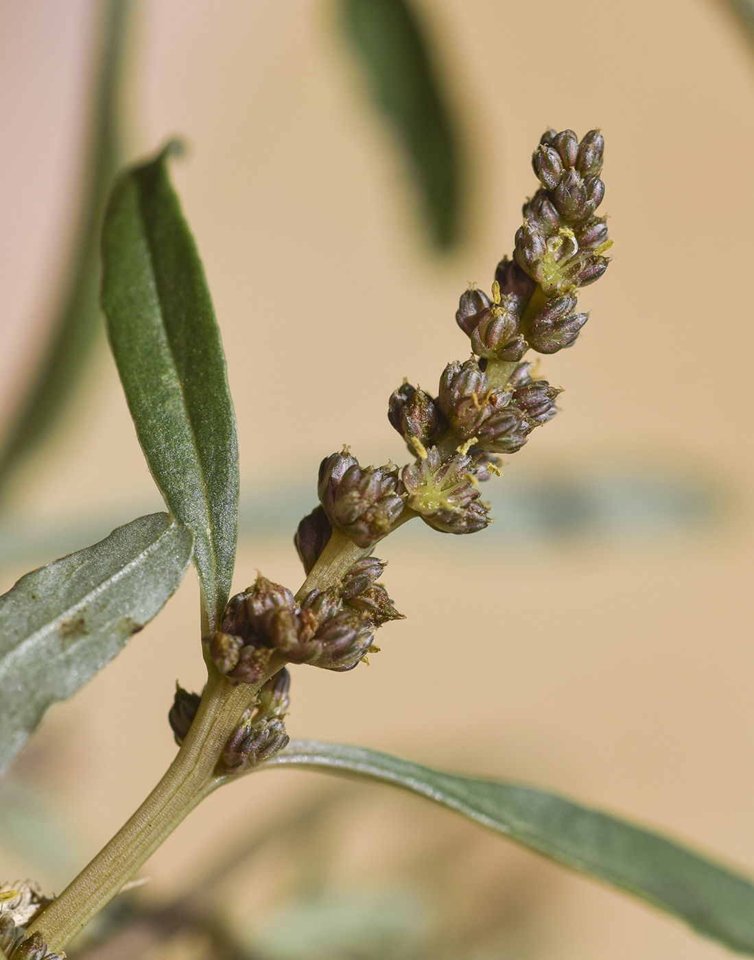 Image of genus Amaranthus specimen.