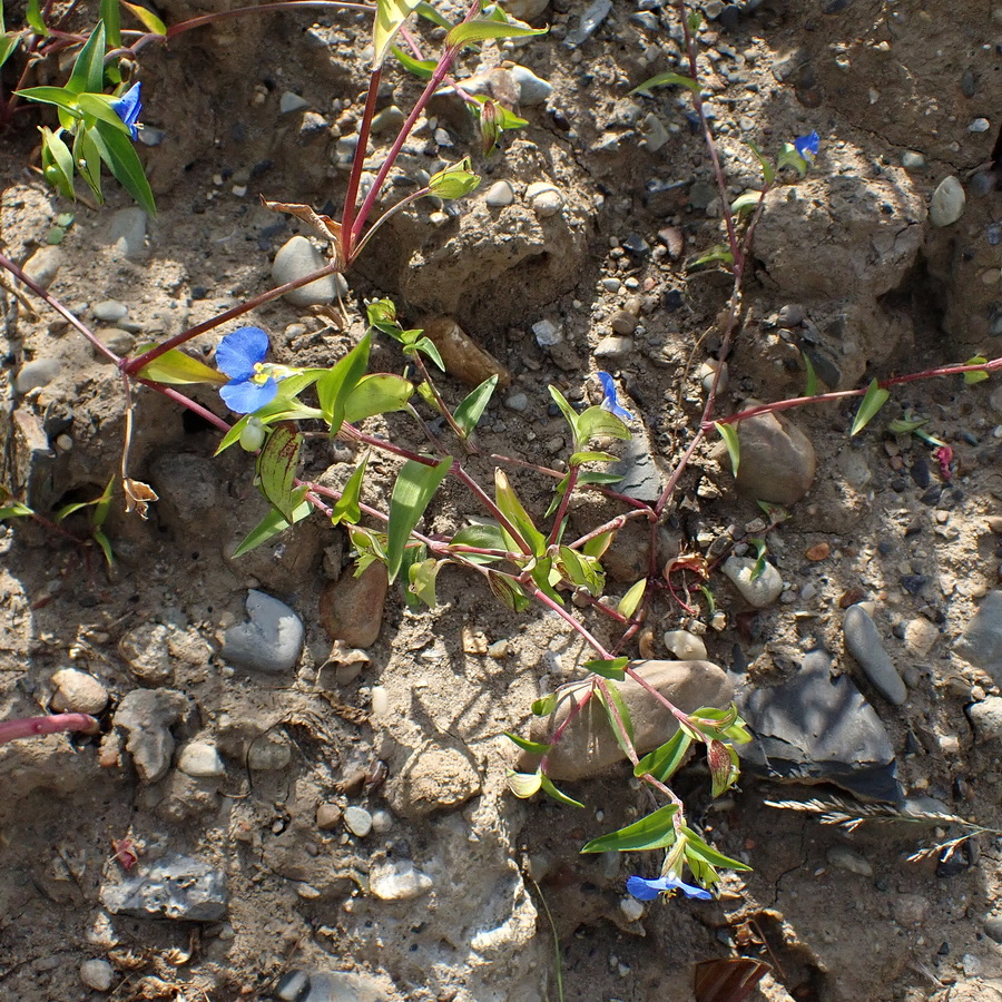 Image of Commelina communis specimen.