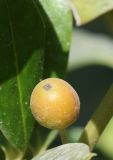 род Ilex