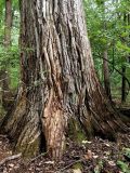 Populus koreana. Нижняя часть ствола. Приморский край, Уссурийский запов., долинный лес. 17.08.2025.