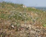 genus Goniolimon. Цветущее растение. Крым, Керченский п-ов, мыс Казантип, петрофитная степь на приморском склоне. 26.05.2018.