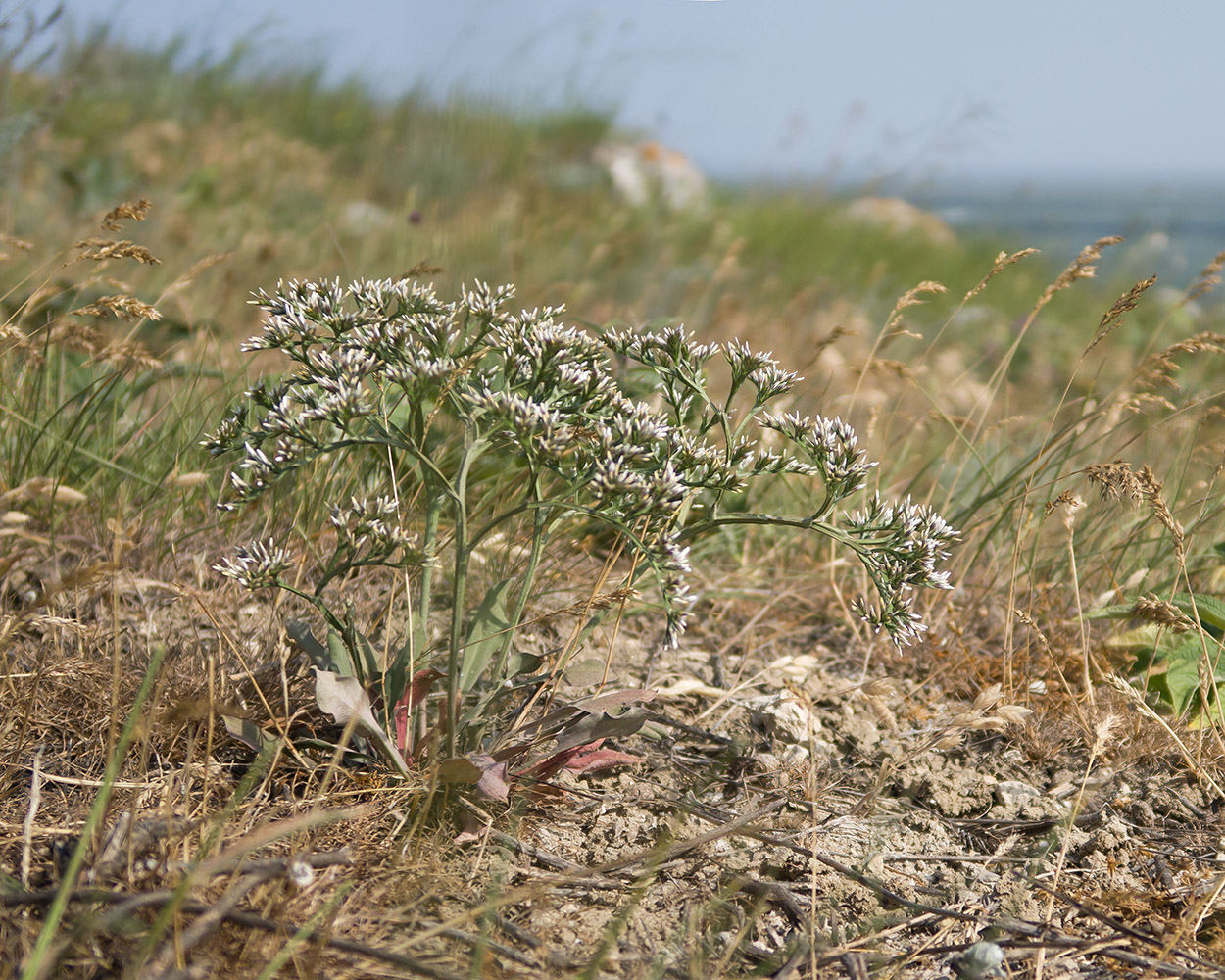 Image of genus Goniolimon specimen.
