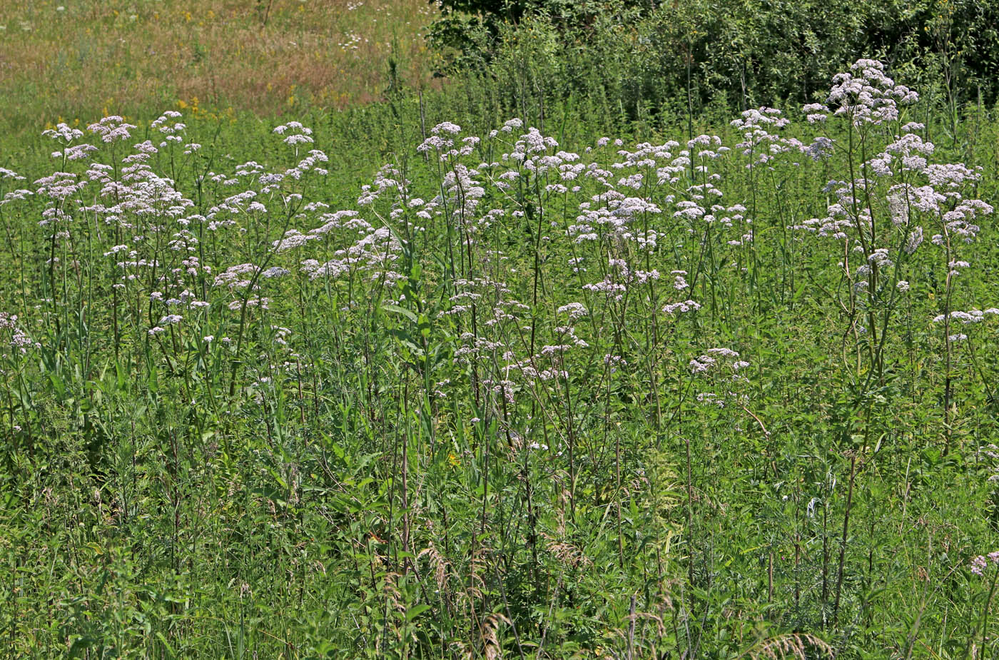 Изображение особи Valeriana officinalis.
