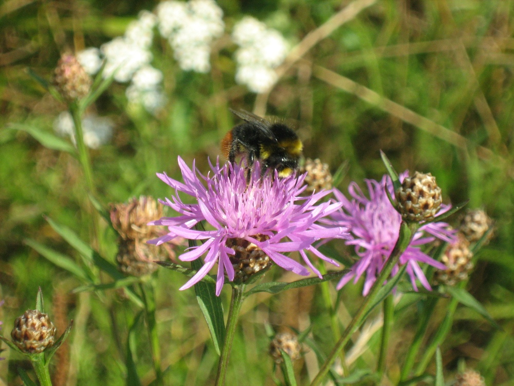 Image of Centaurea jacea specimen.