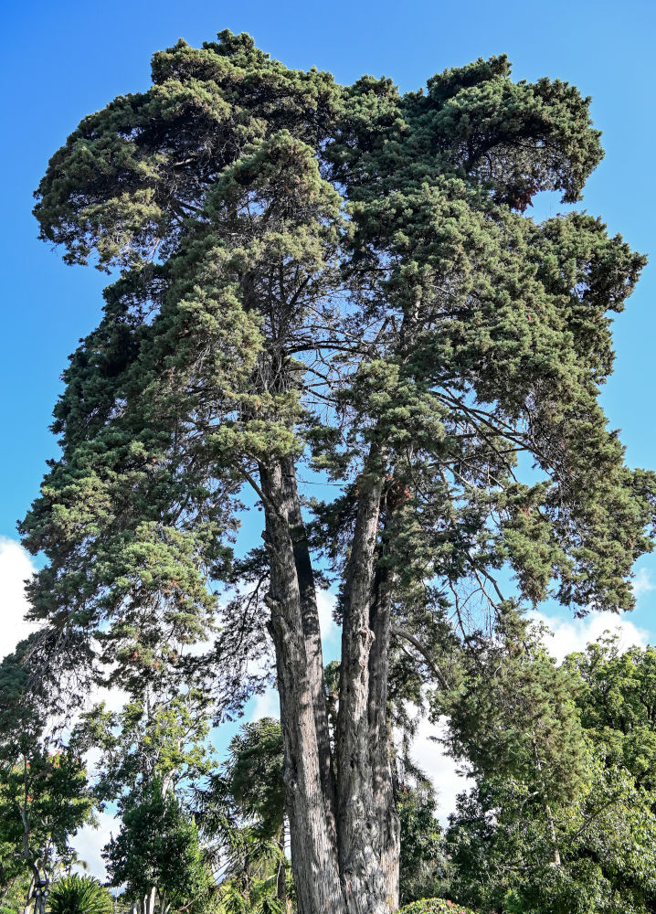 Image of Cupressus macrocarpa specimen.