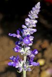 Salvia farinacea. Соцветие. Белгородская обл., пос. Ракитное, ул. Сосновая, 2, в культуре. 19 августа 2022 г.