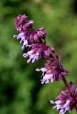 Salvia verticillata. Верхушка соцветия. Белгородская обл., пос. Ракитное, обочина дороги. 25 июня 2022 г.