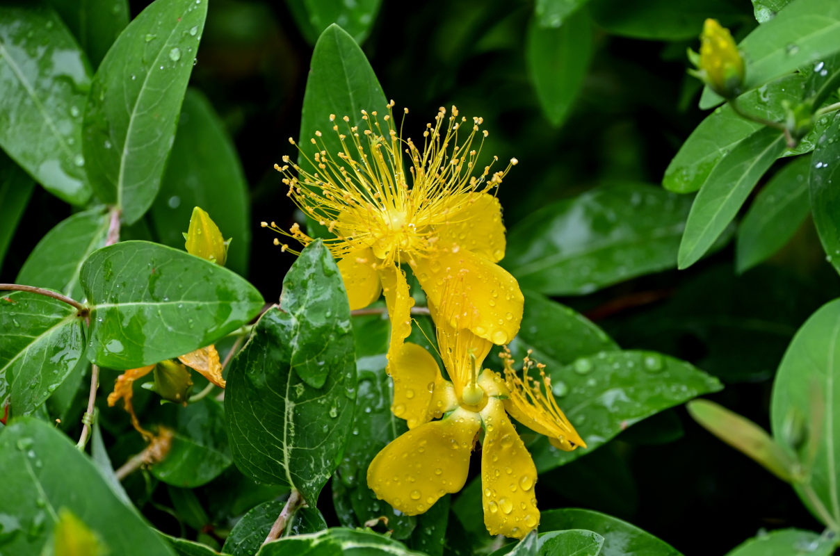Image of Hypericum monogynum specimen.