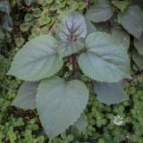 Clerodendrum bungei. Вегетирующее растение. Абхазия, Гагрский р-н, с. Лдзаа, склон водоотводной канавы. 07.06.2025.