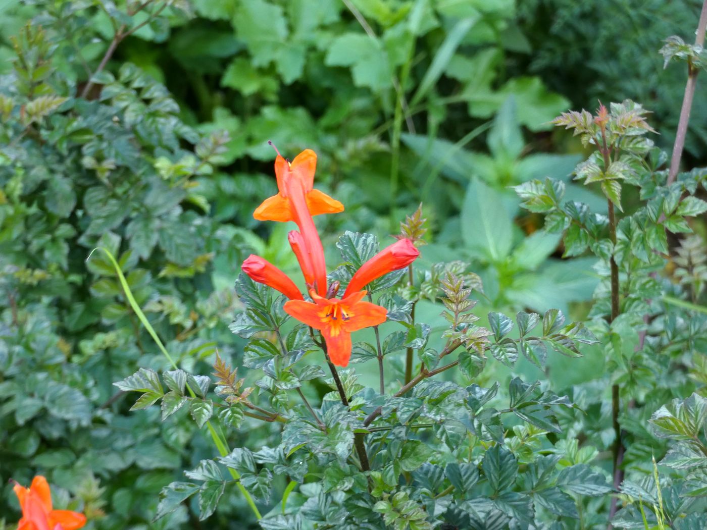 Изображение особи Campsis radicans.