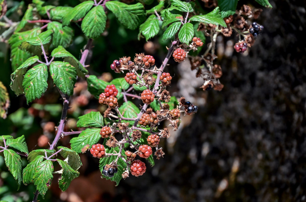 Изображение особи Rubus ulmifolius.
